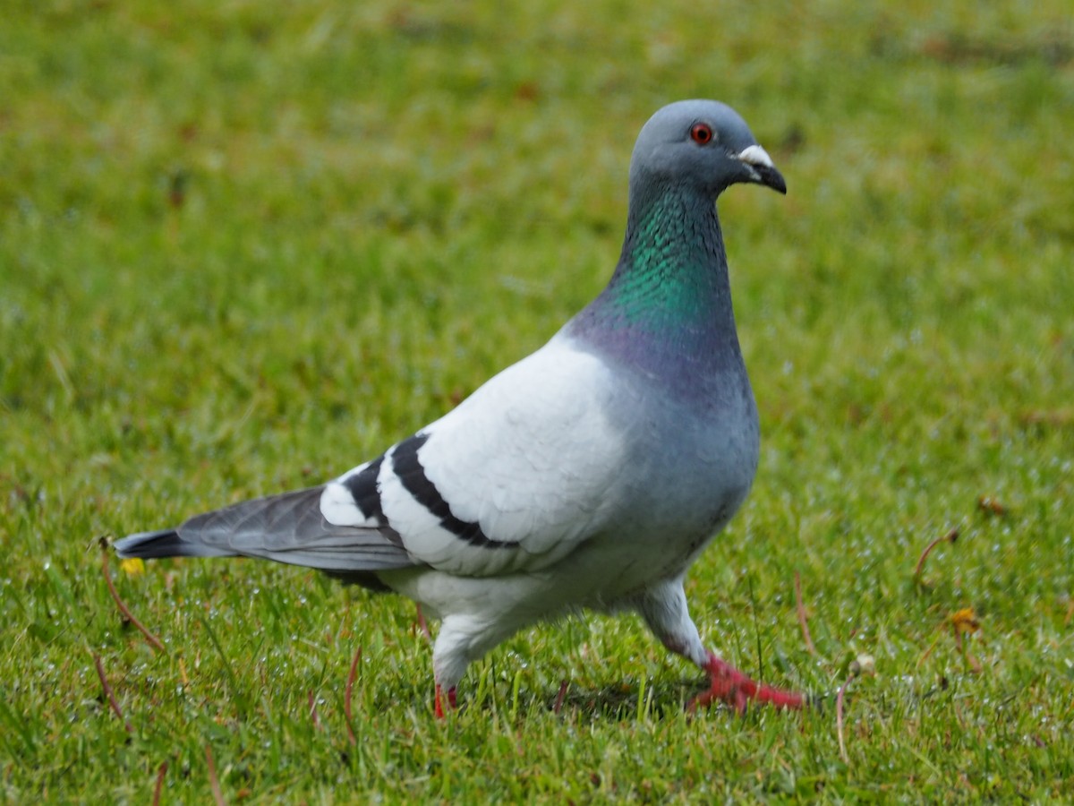 Rock Pigeon (Feral Pigeon) - Thierry Grandmont