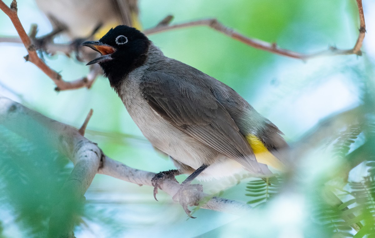 White-spectacled Bulbul - Michael McGovern