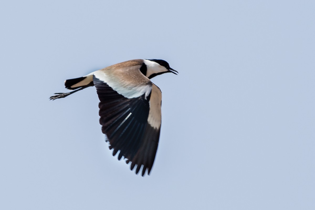 Spur-winged Lapwing - Michael McGovern
