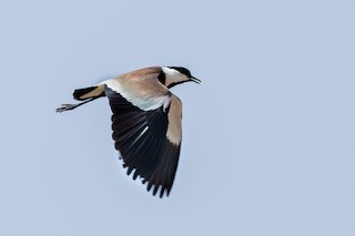 Spur-winged Lapwing, ML162075921
