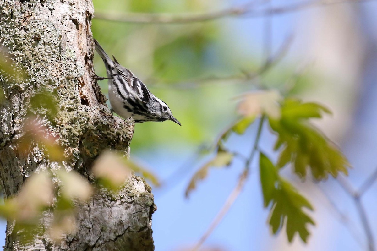Black-and-white Warbler - Michael O'Brien