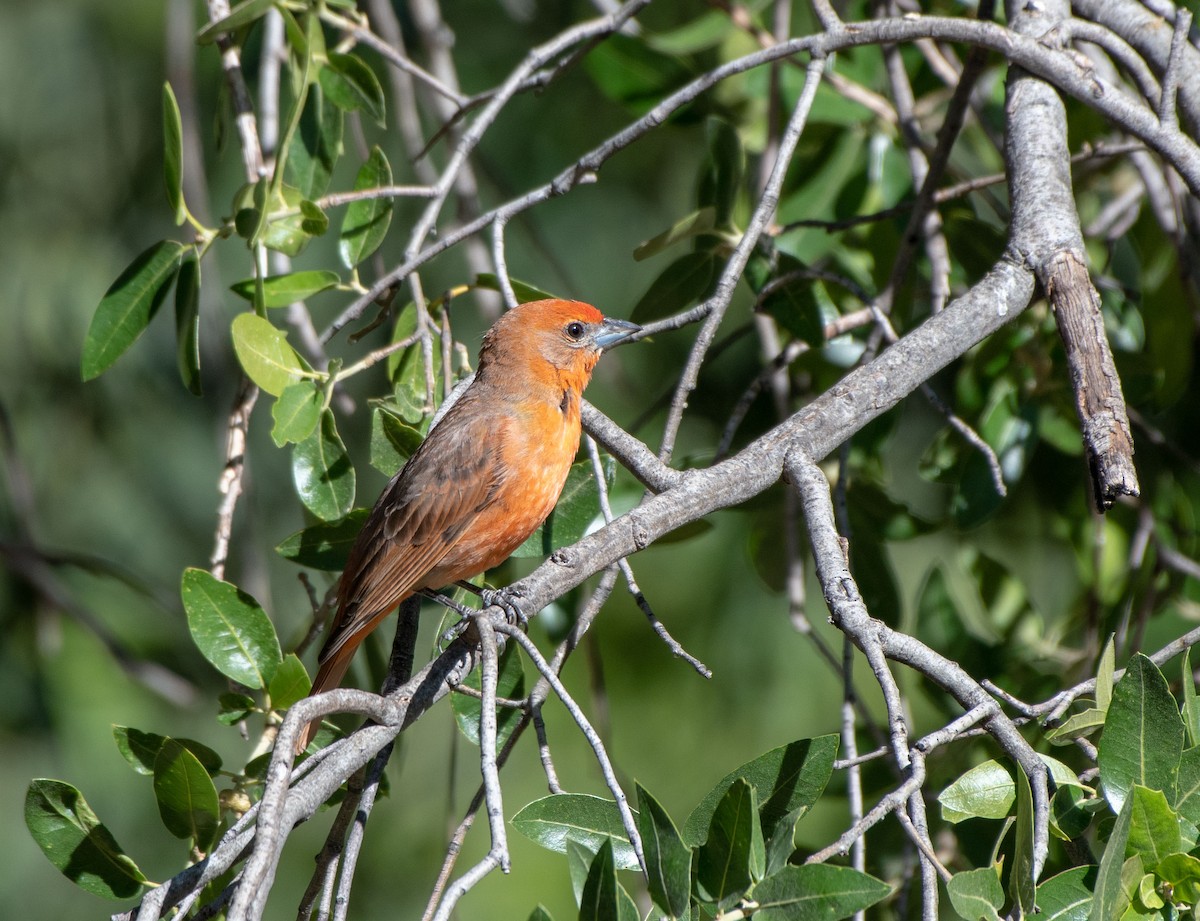 Hepatic Tanager - Mary McSparen