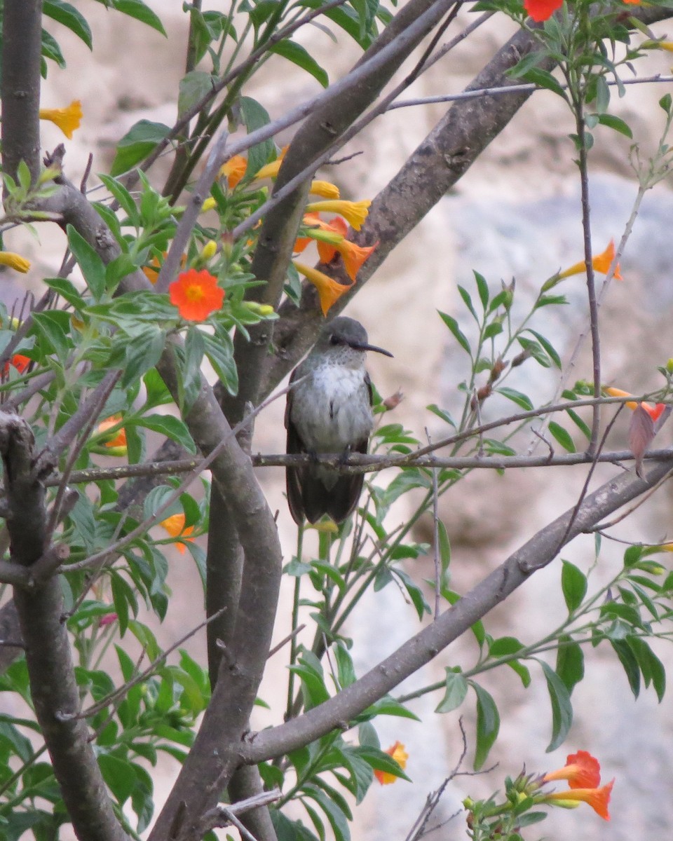 White-bellied Hummingbird - Tristan Lowery