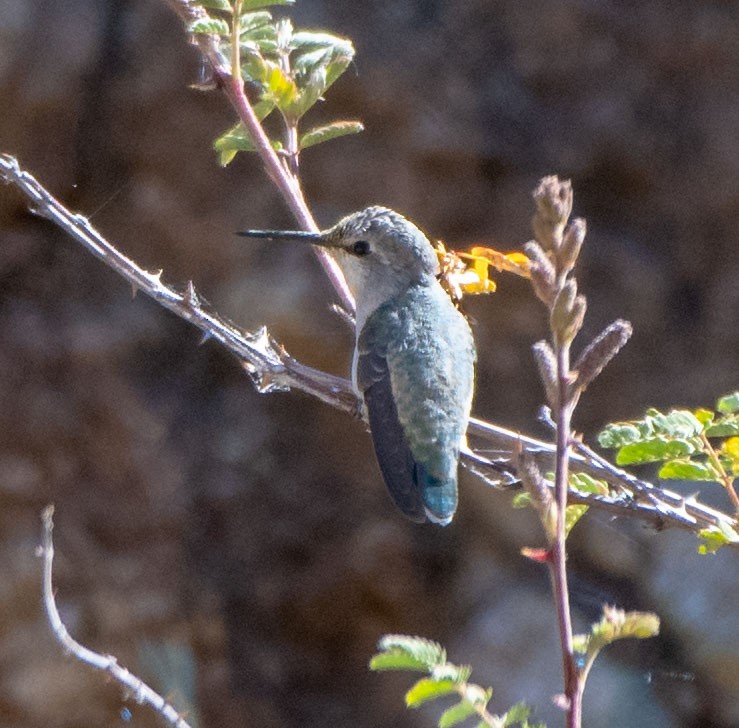 Costa's Hummingbird - ML162084201