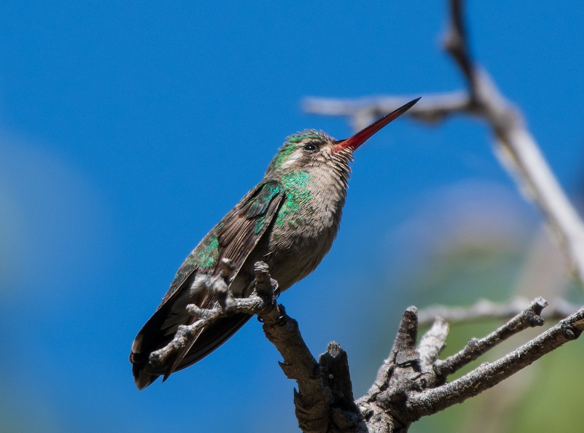 Broad-billed Hummingbird - Mary McSparen