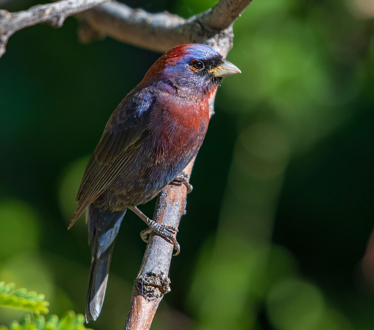 Varied Bunting - Mary McSparen