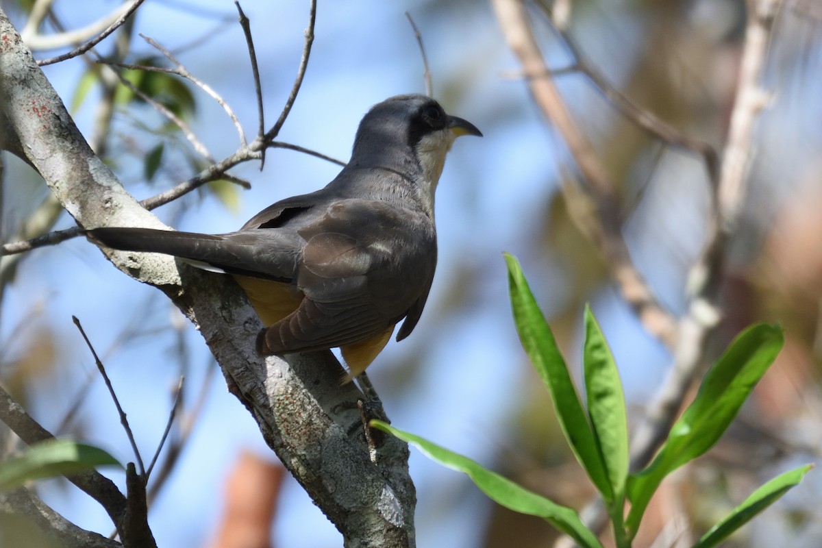 Mangrove Cuckoo - German Garcia