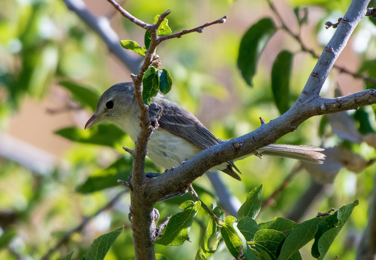 Bell's Vireo - Mary McSparen