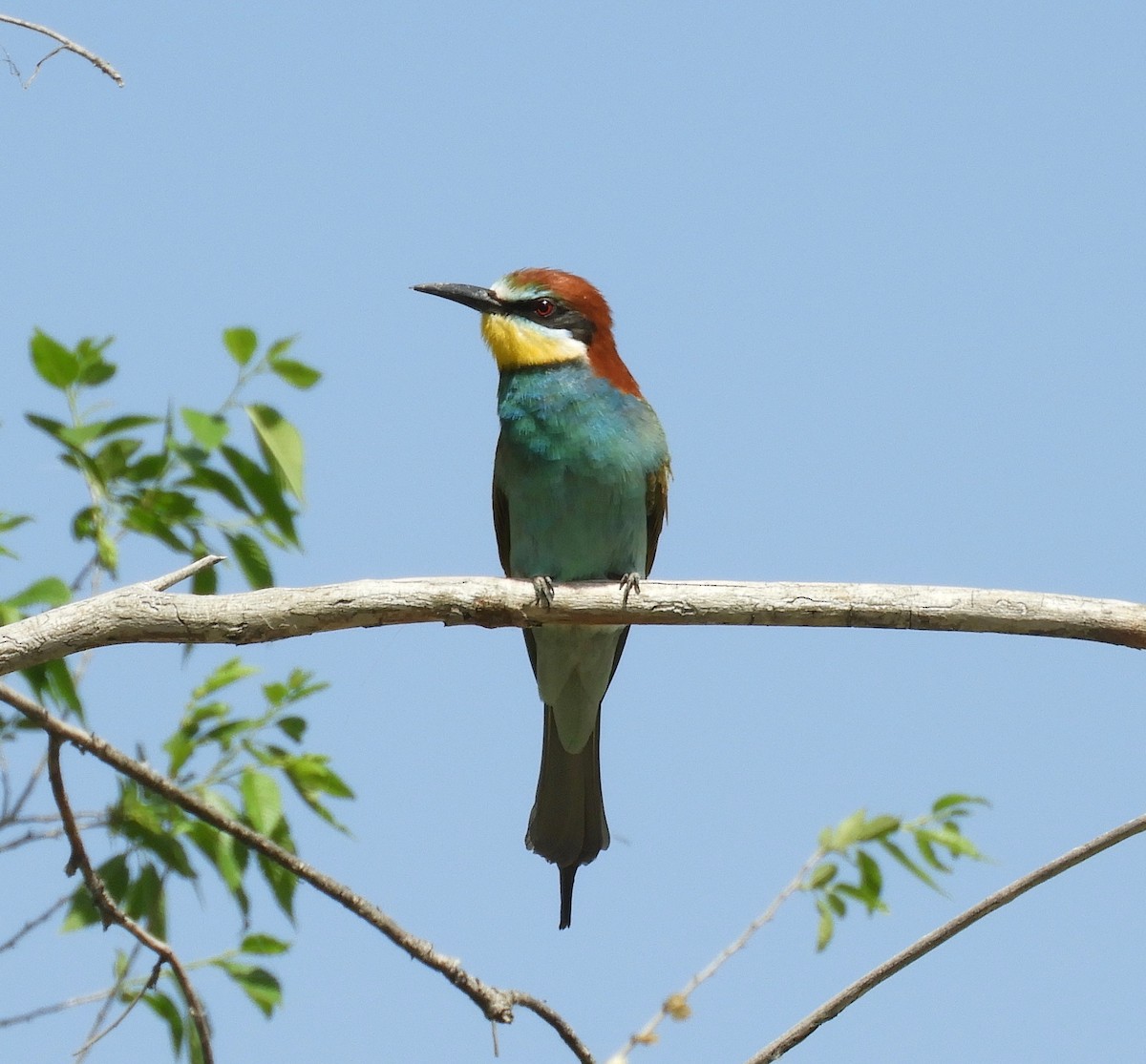European Bee-eater - ML162093071