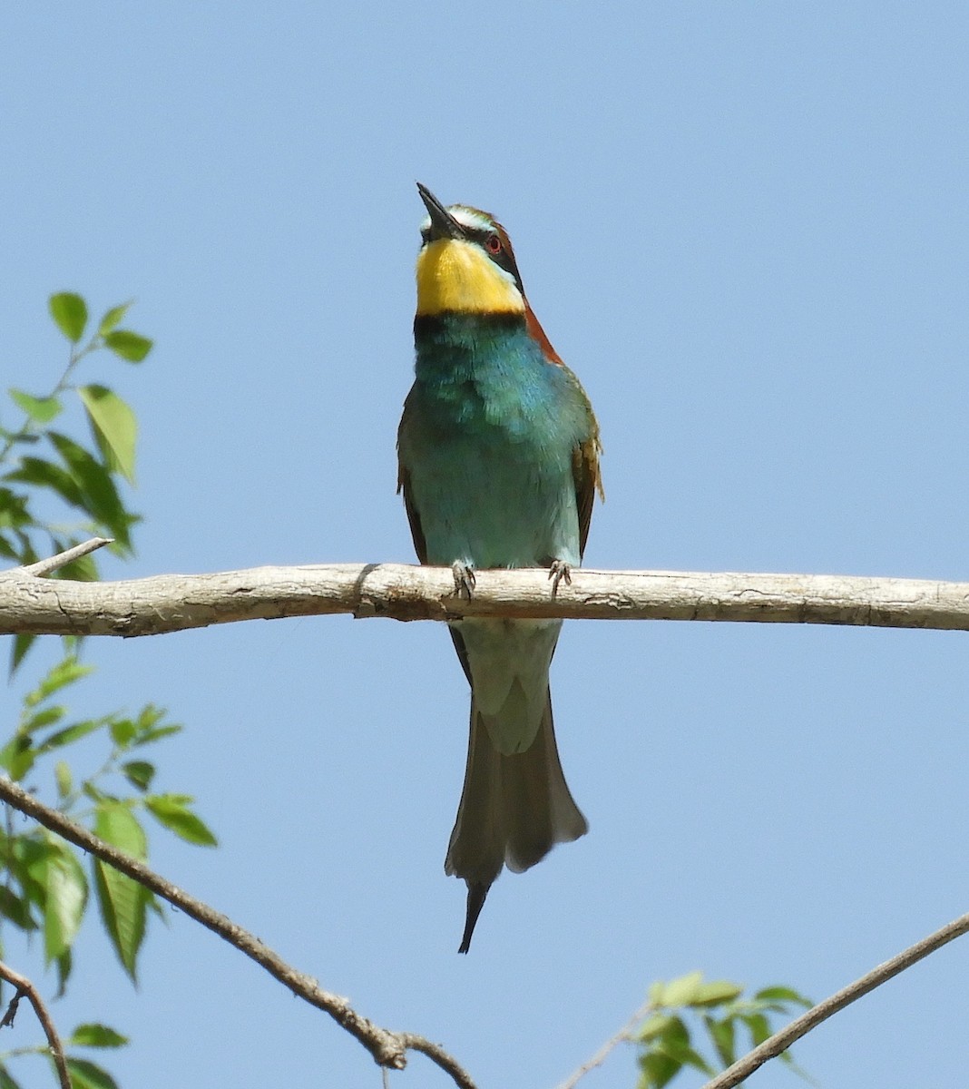 European Bee-eater - ML162093341