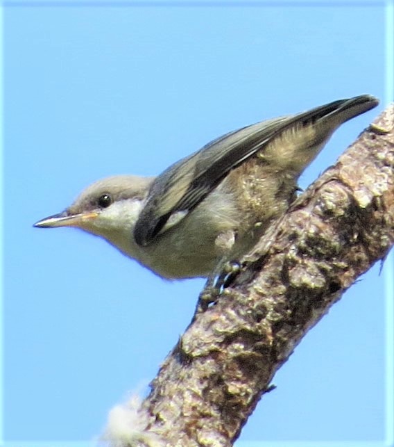 Brown-headed Nuthatch - ML162095411