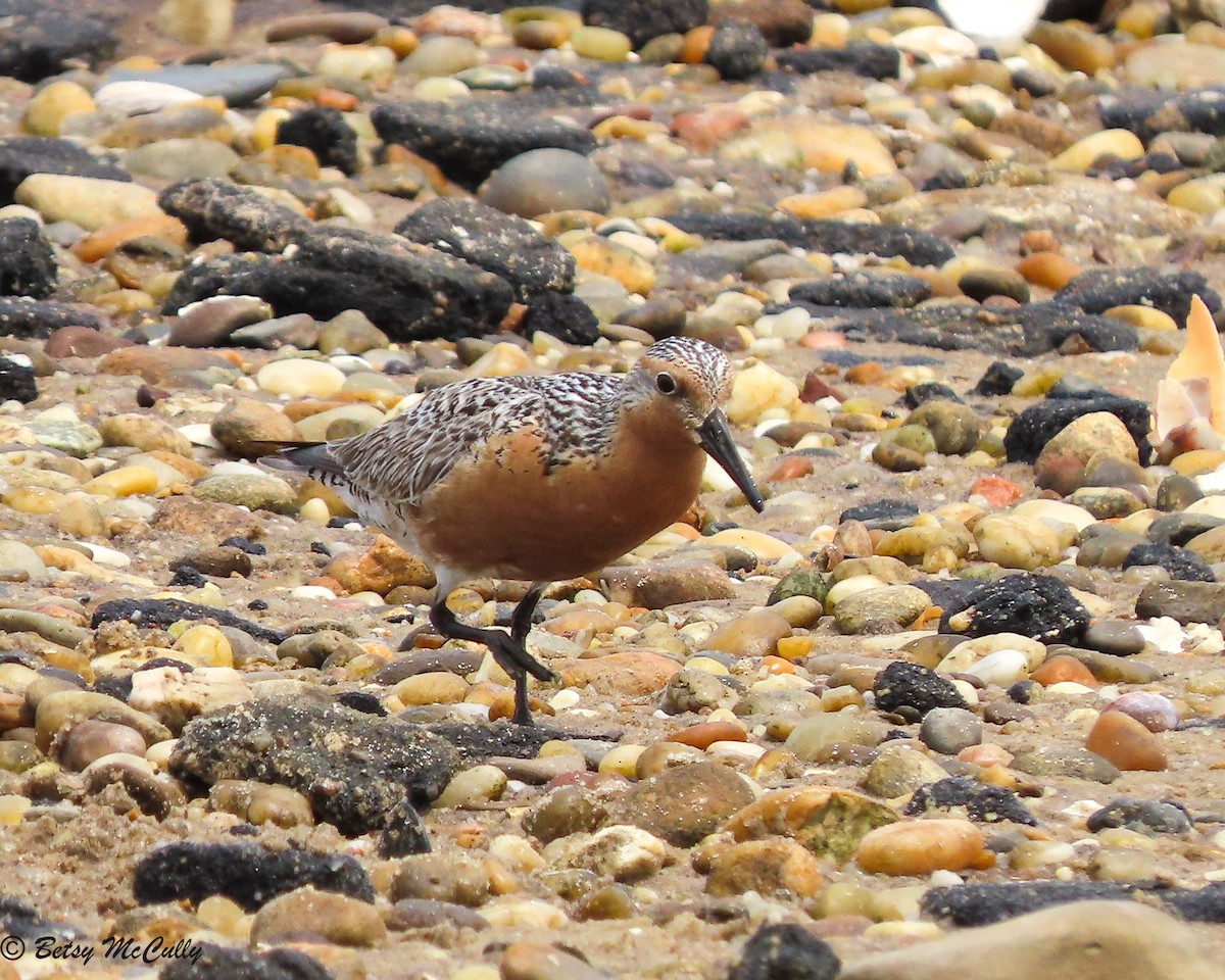 Red Knot - Betsy McCully