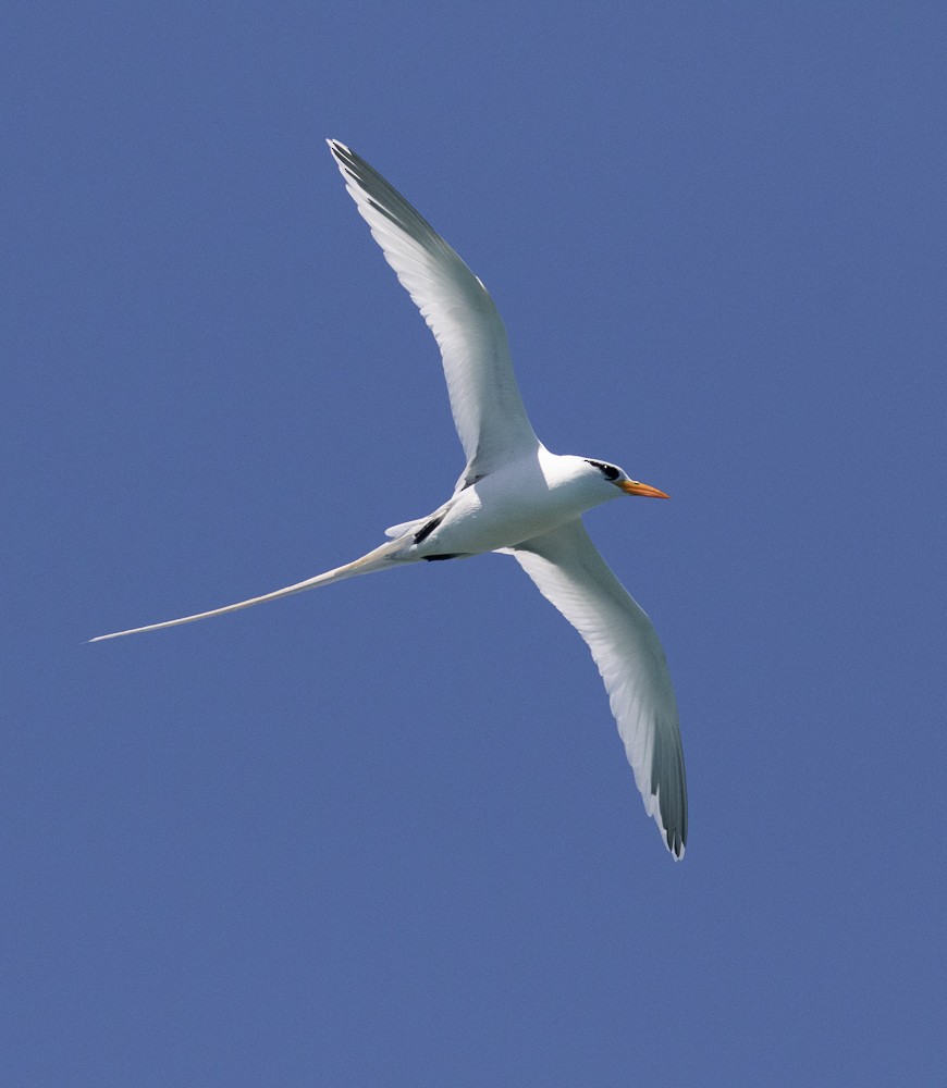 White-tailed Tropicbird - ML162097521