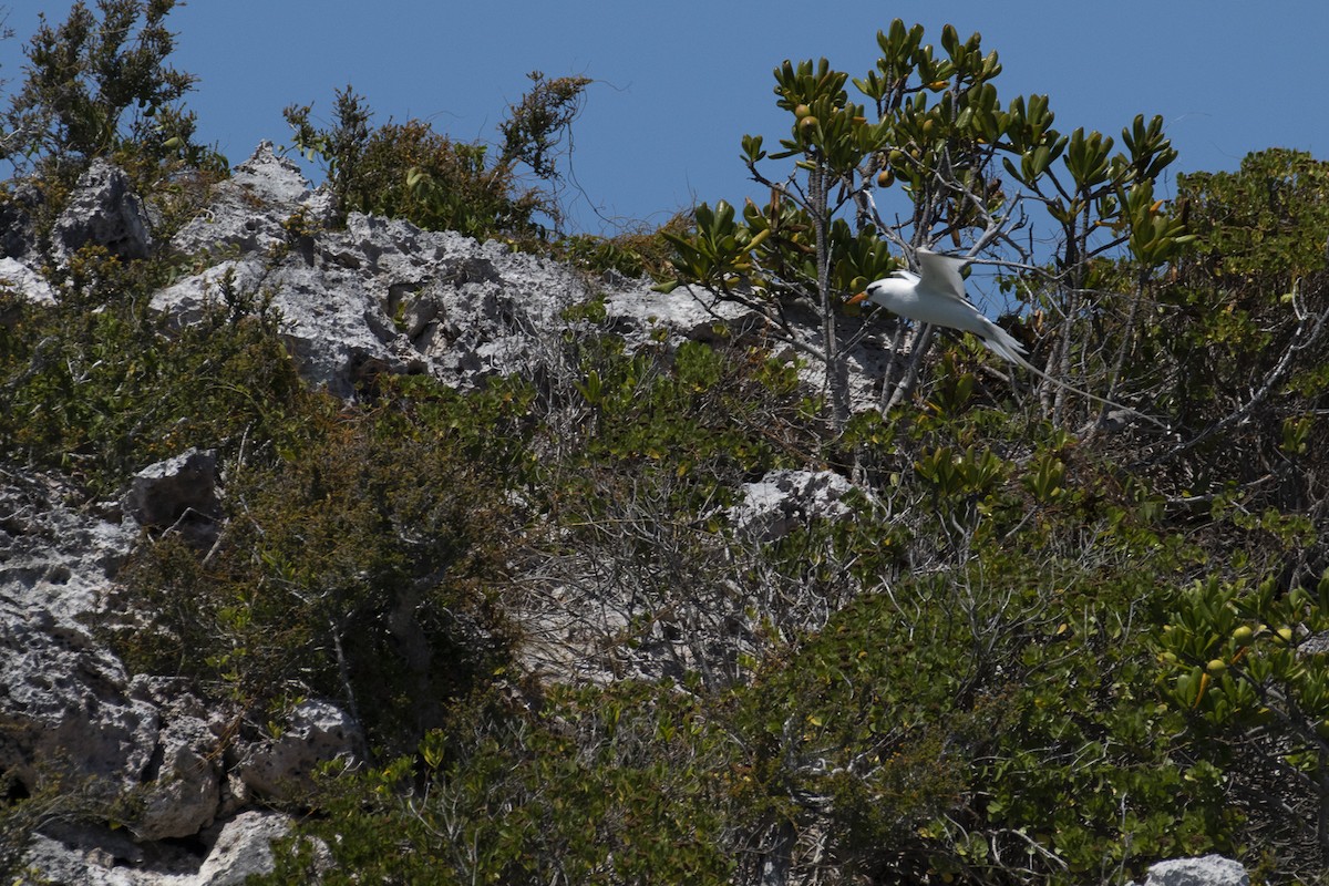 White-tailed Tropicbird - ML162098191