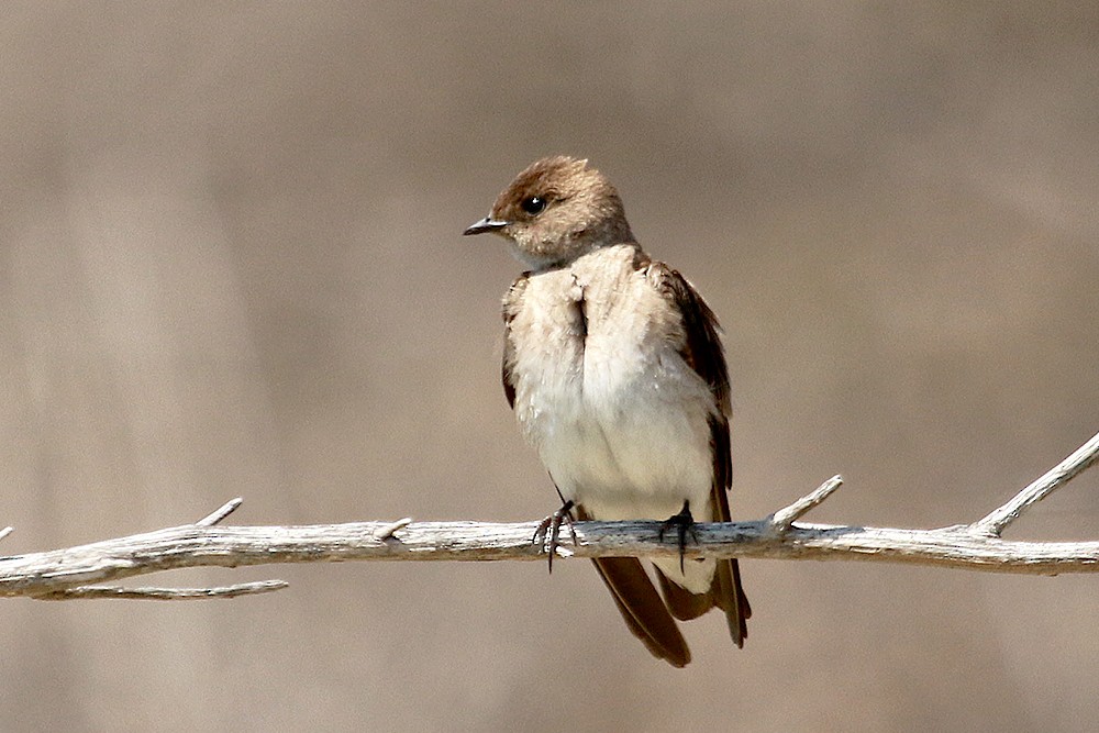 Northern Rough-winged Swallow - ML162098631