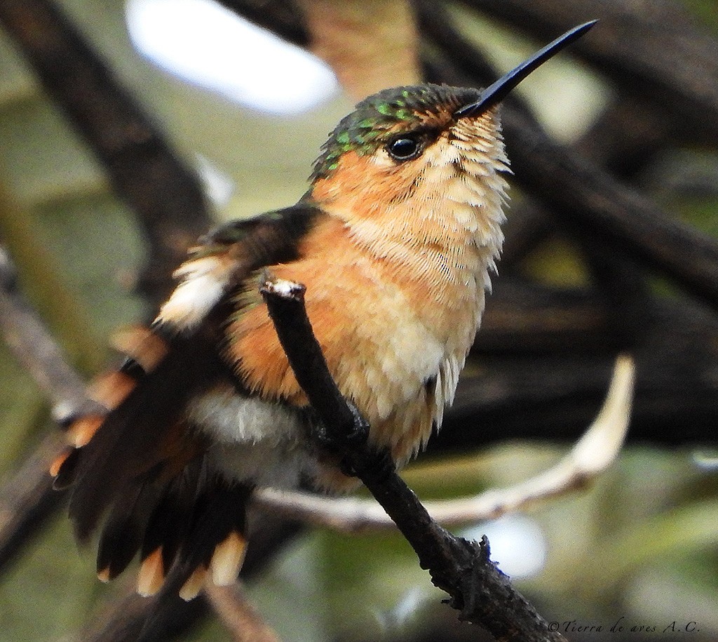 Sparkling-tailed Hummingbird - manuel grosselet