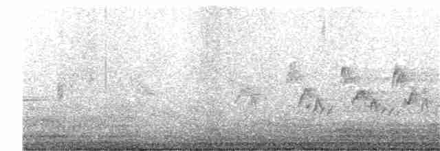 svartbrystparula - ML162100721