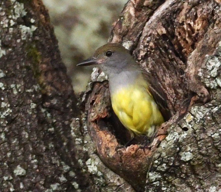 Great Crested Flycatcher - ML162107451