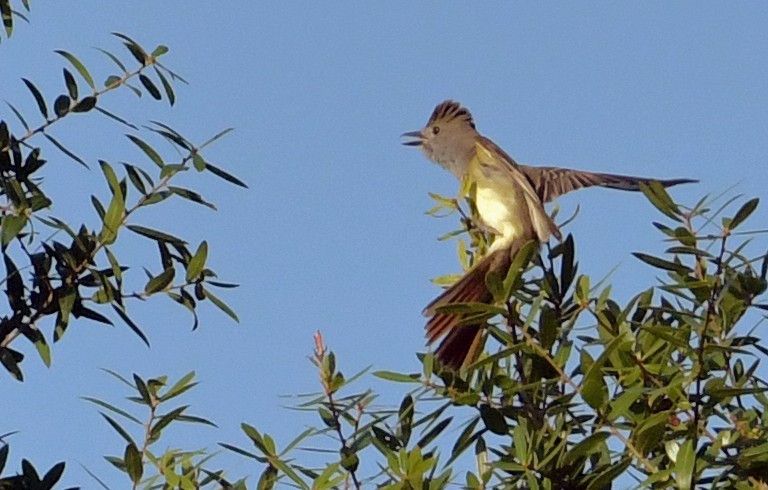Great Crested Flycatcher - ML162107521
