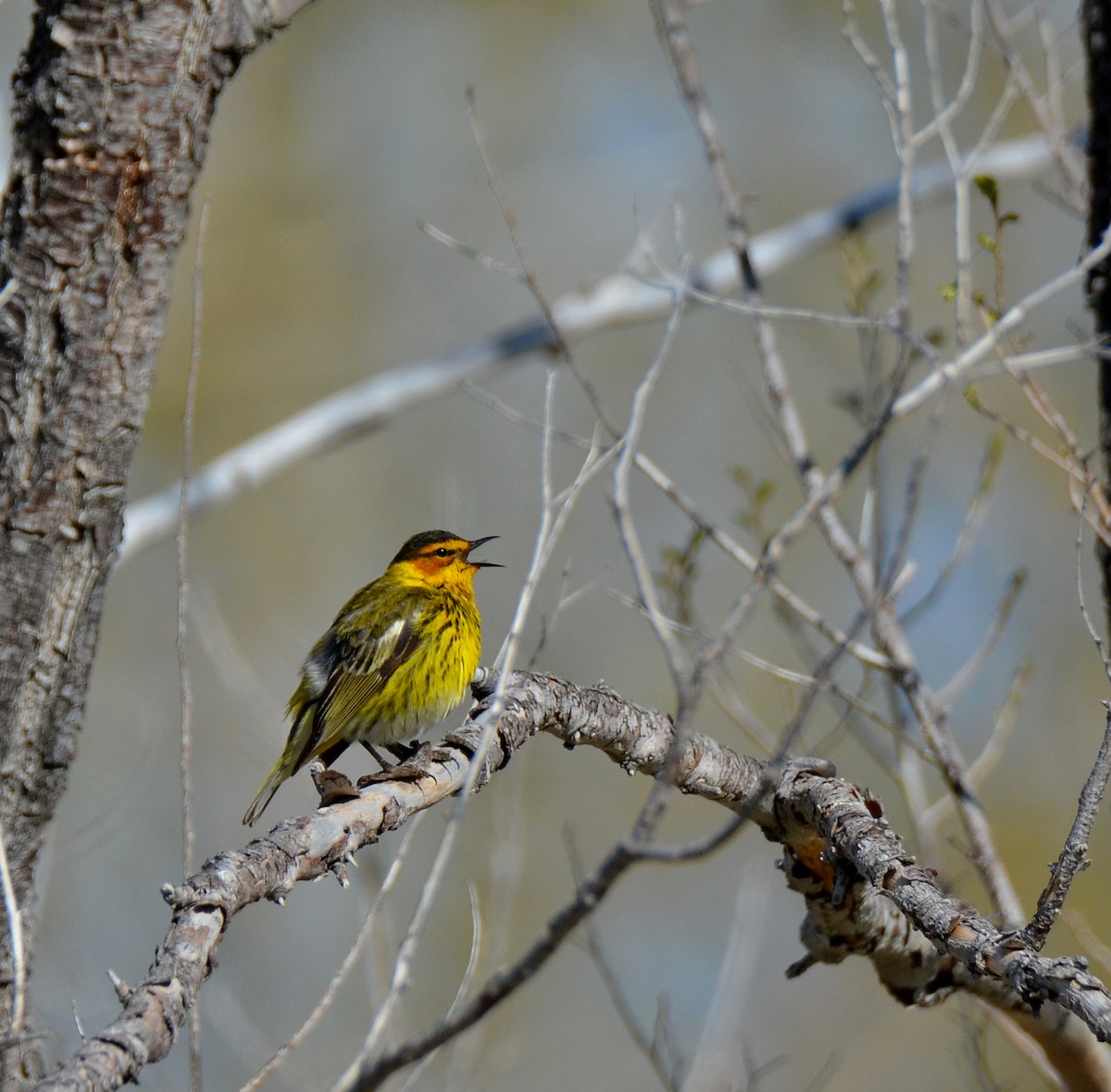 Cape May Warbler - ML162112421