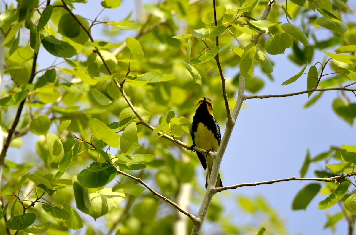 Black-throated Green Warbler - ML162112791