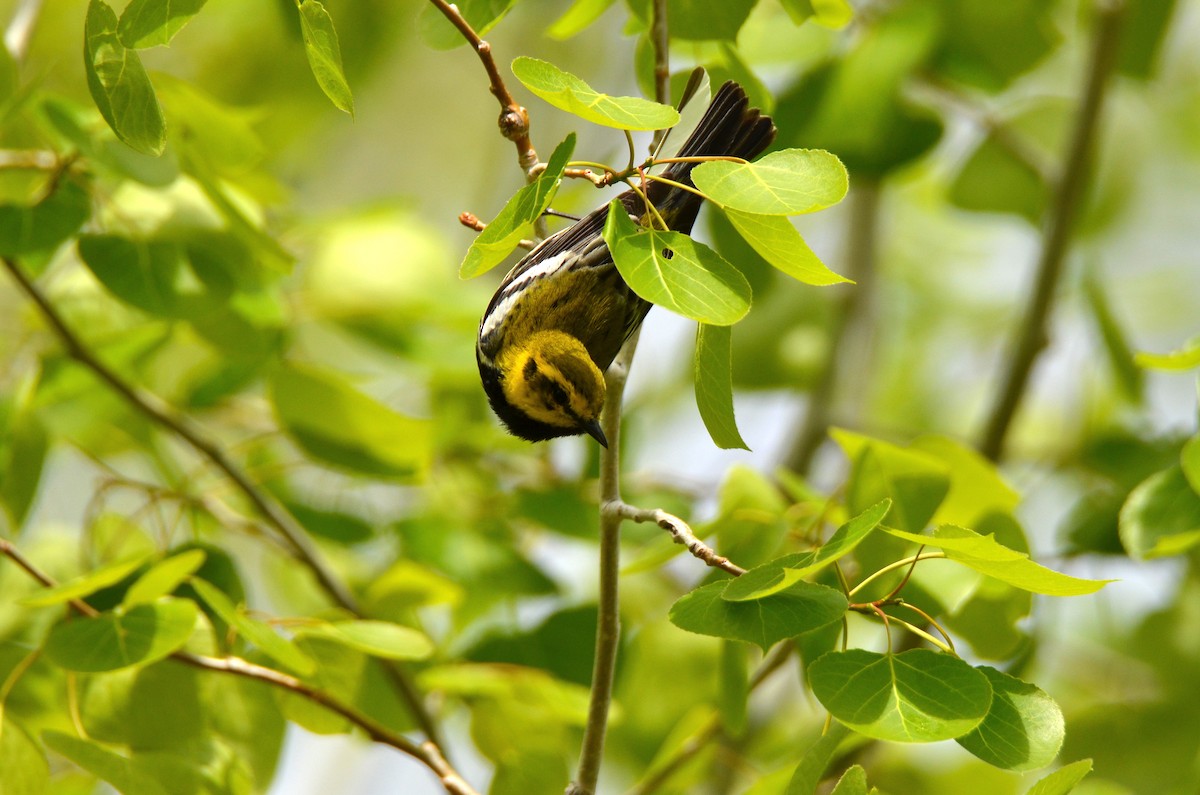 Black-throated Green Warbler - Chantale Girard