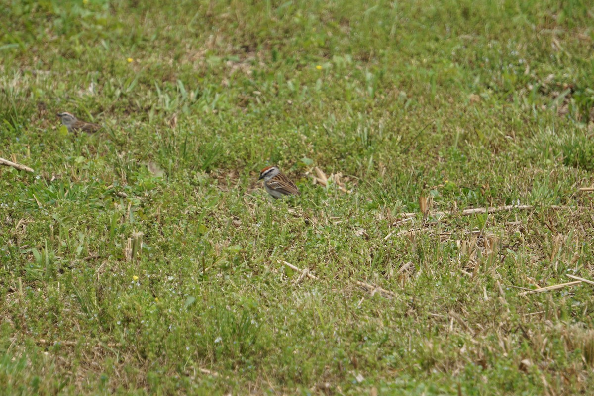 Chipping Sparrow - ML162115061