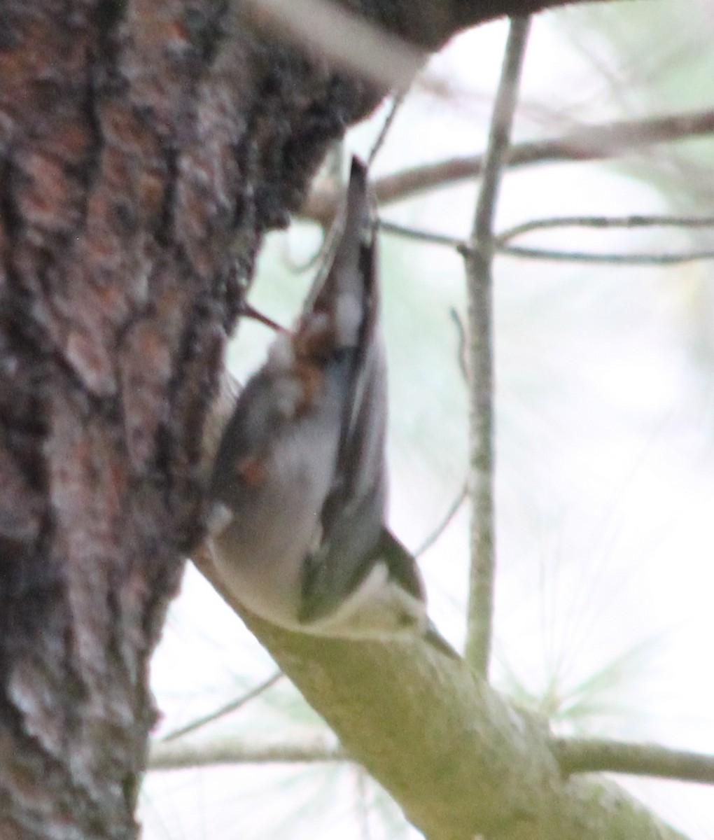 White-breasted Nuthatch - ML162117411