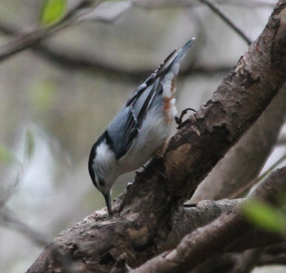 White-breasted Nuthatch - ML162117431