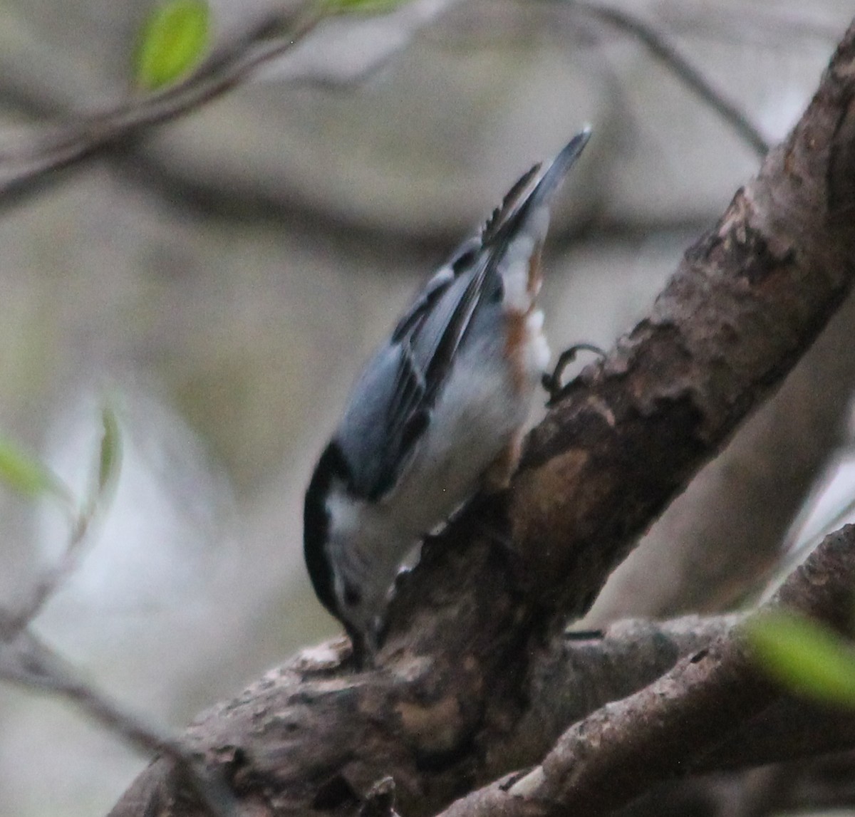 White-breasted Nuthatch - ML162117461