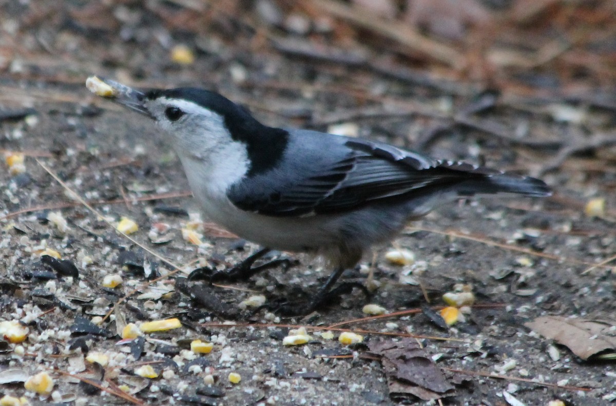 White-breasted Nuthatch - ML162117541