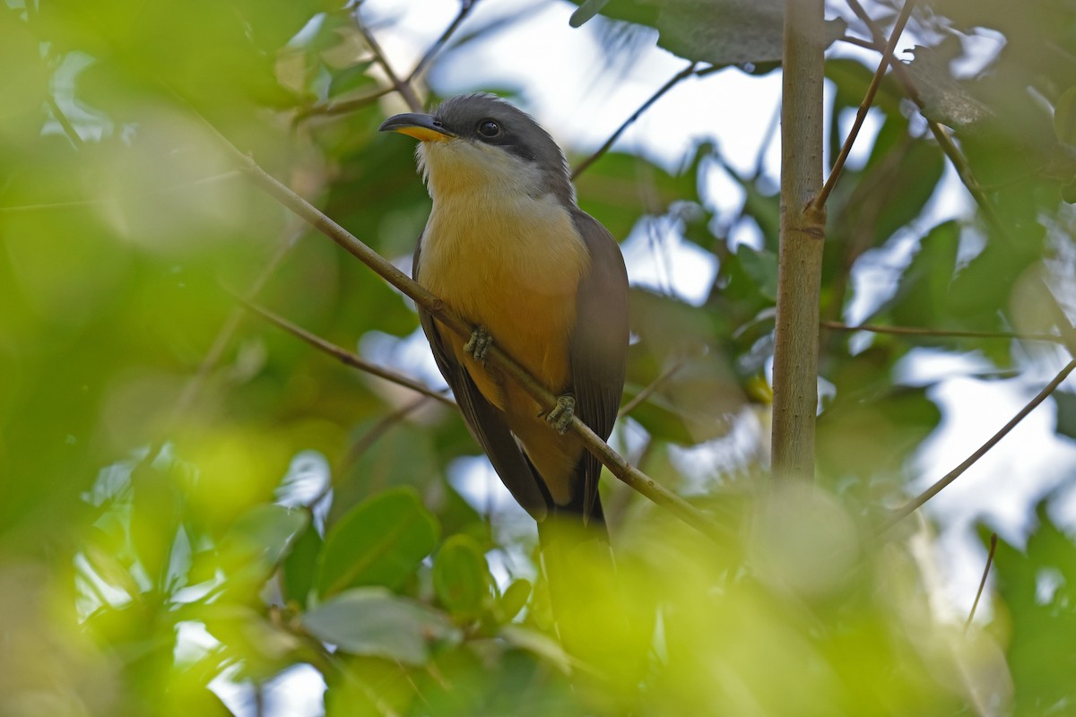 Mangrove Cuckoo - ML162122561