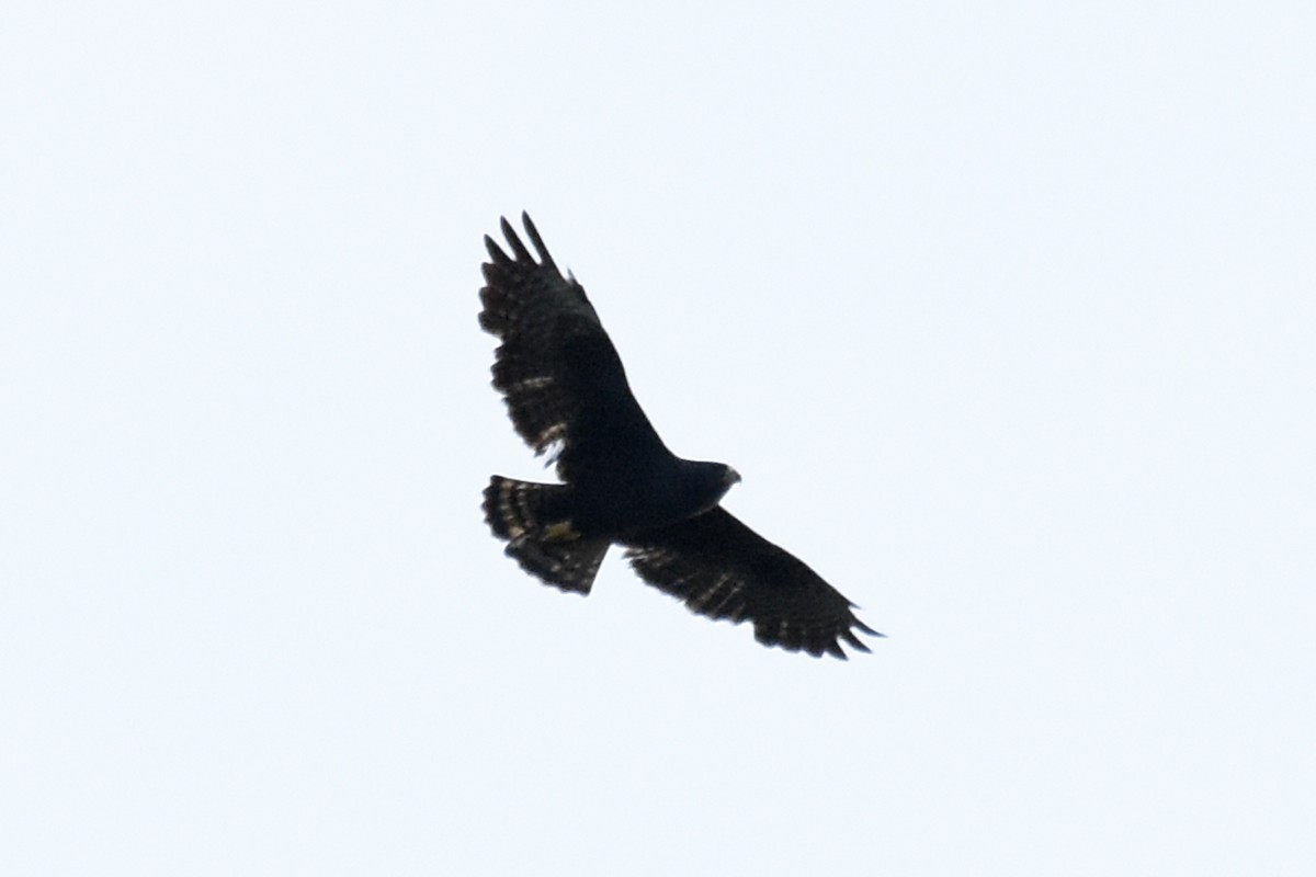 Zone-tailed Hawk - Janet Rathjen