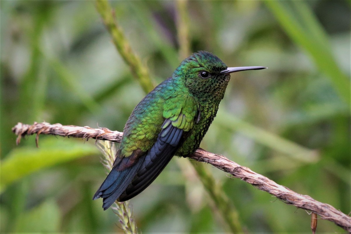 Steely-vented Hummingbird - Francisco J. Ordonez M.