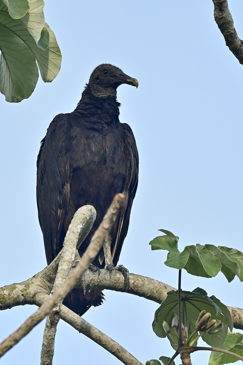 Black Vulture - Luis Guillermo