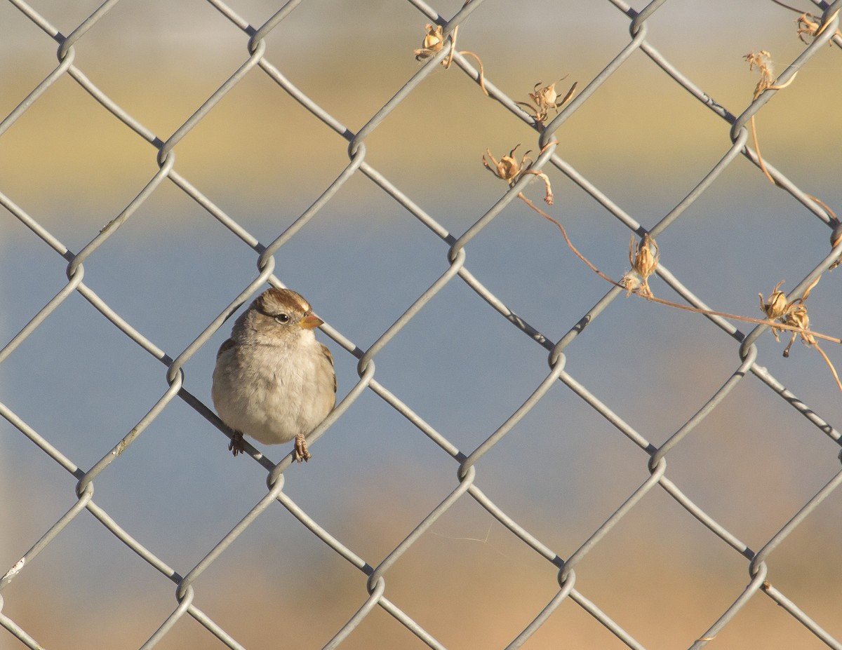 White-crowned Sparrow - ML162125901