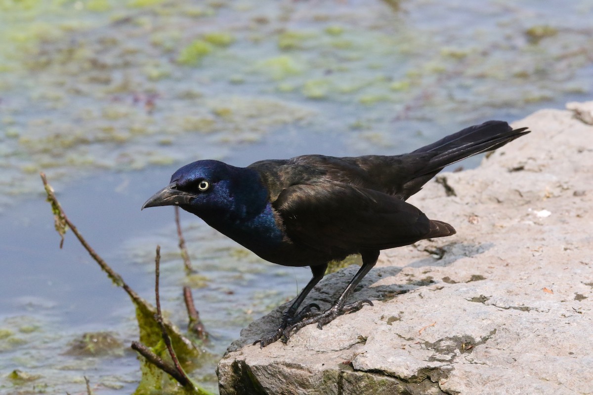 Common Grackle - Brian Tychie