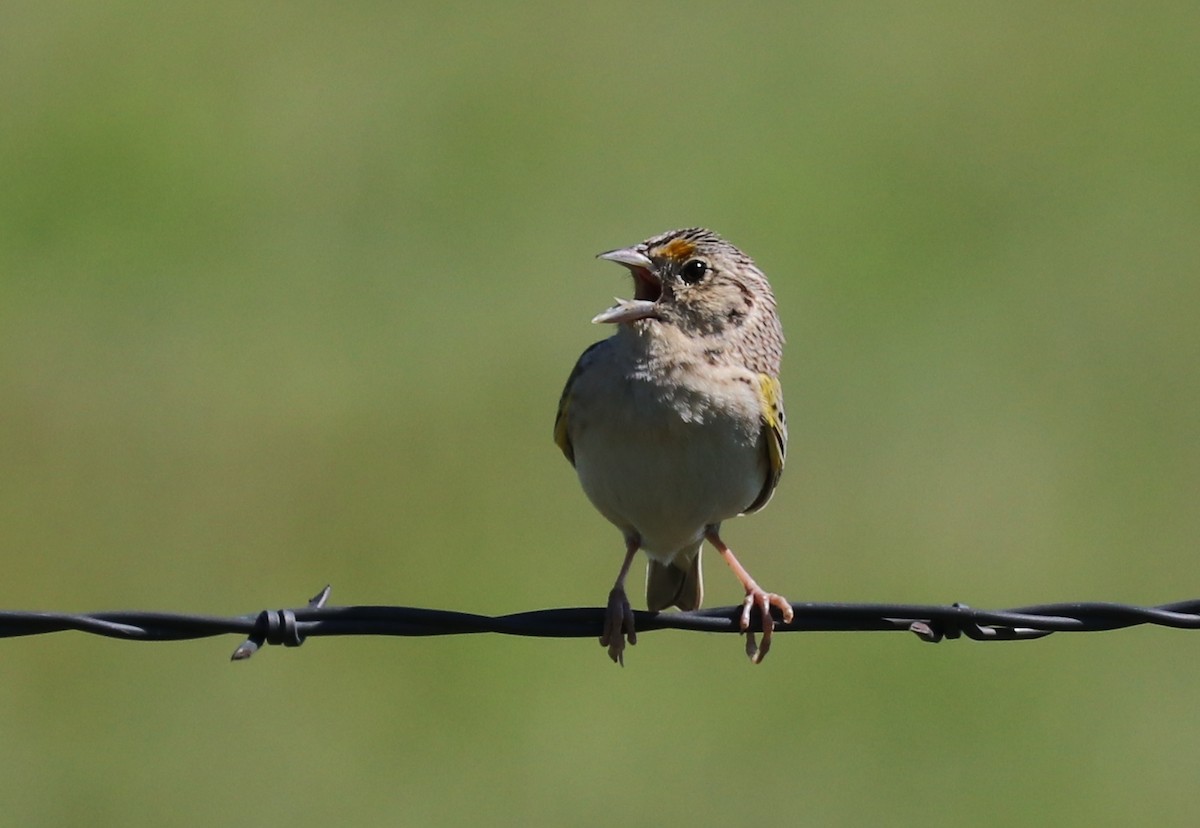 Grasshopper Sparrow - ML162127301