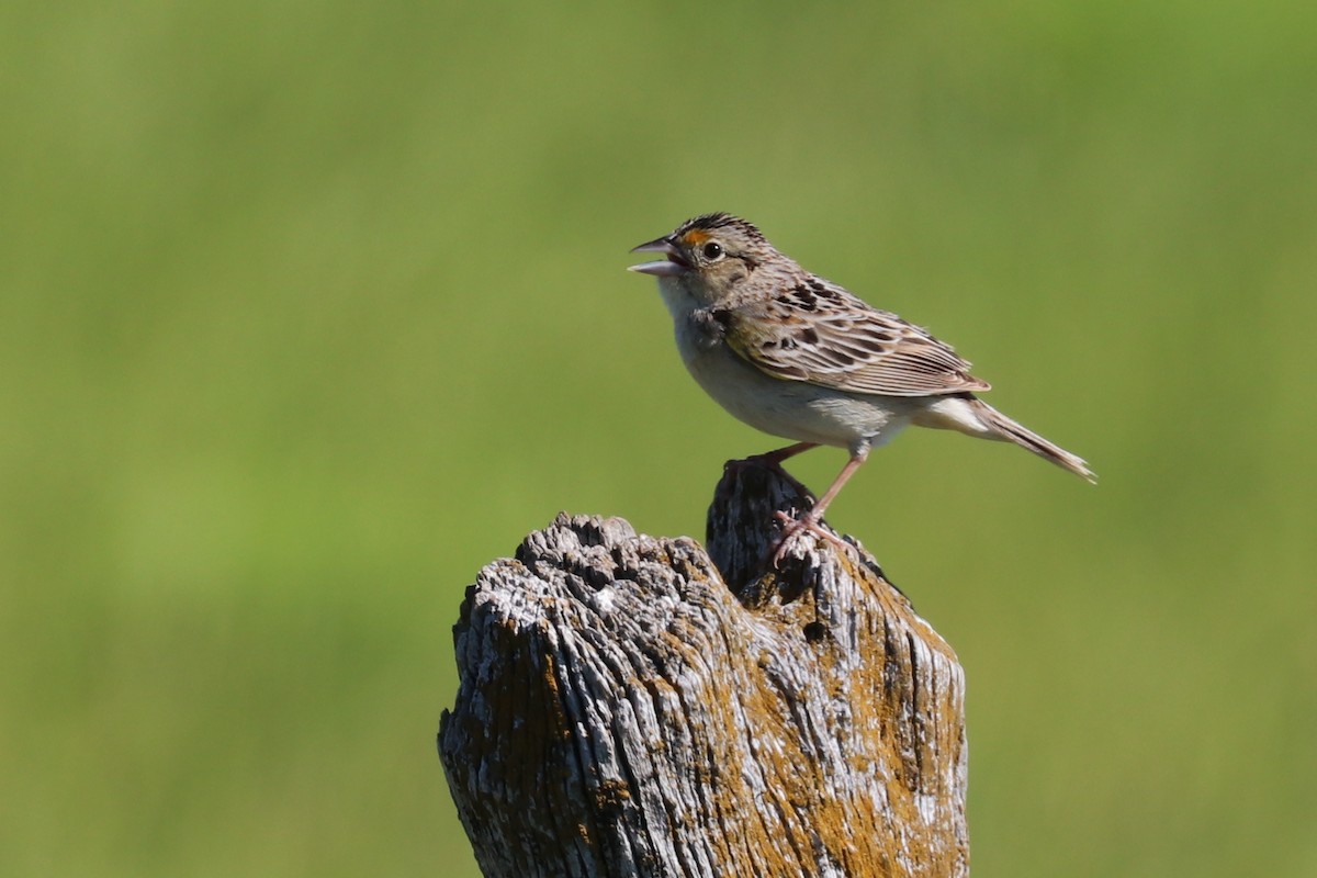 Grasshopper Sparrow - ML162127331