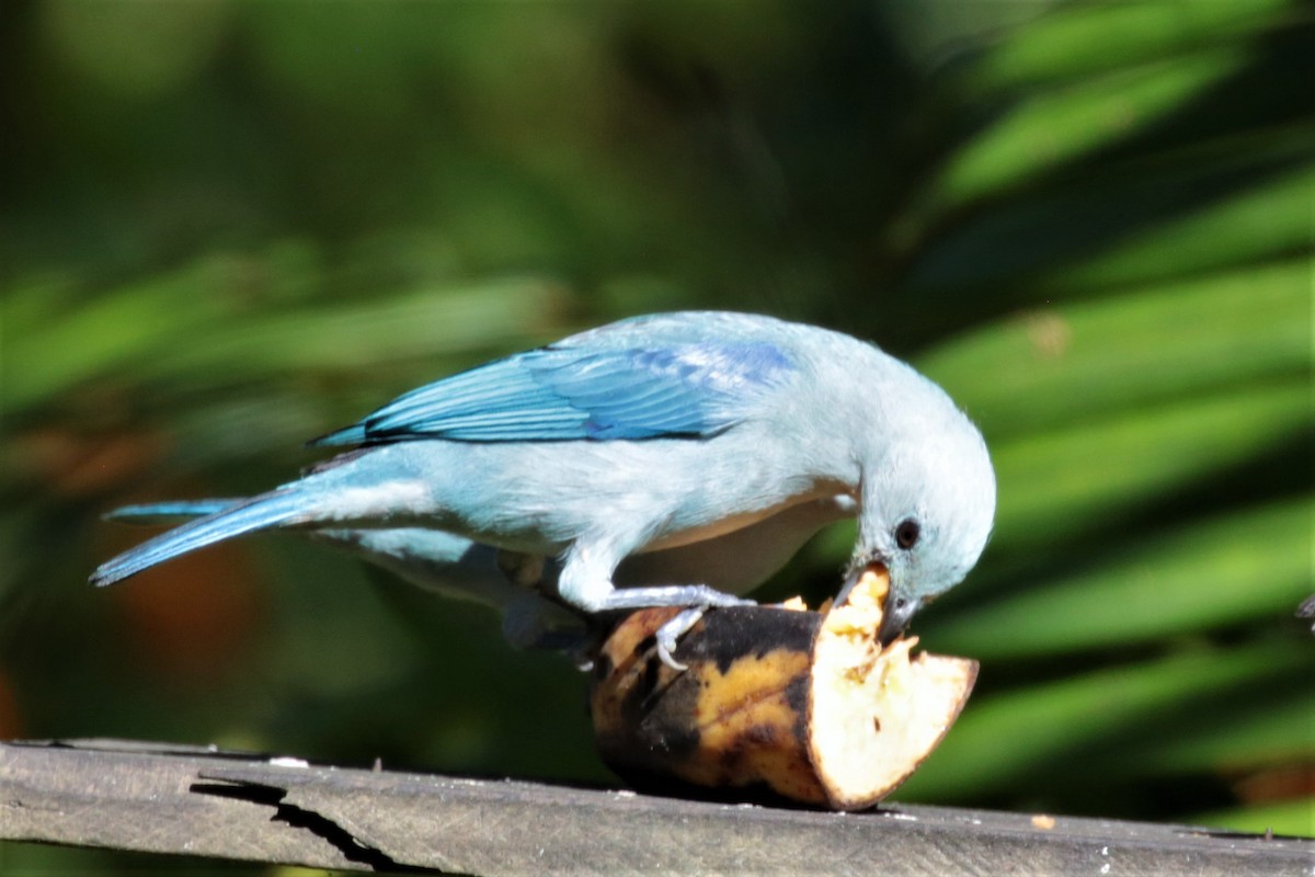 Blue-gray Tanager - ML162130511