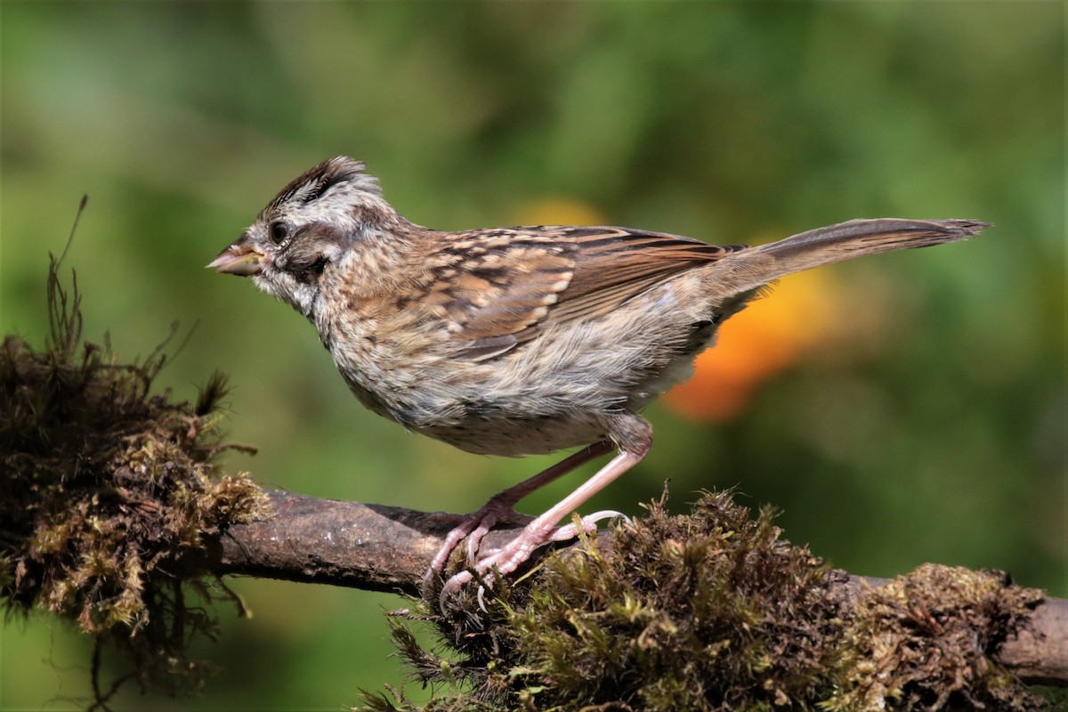 Rufous-collared Sparrow - ML162130801
