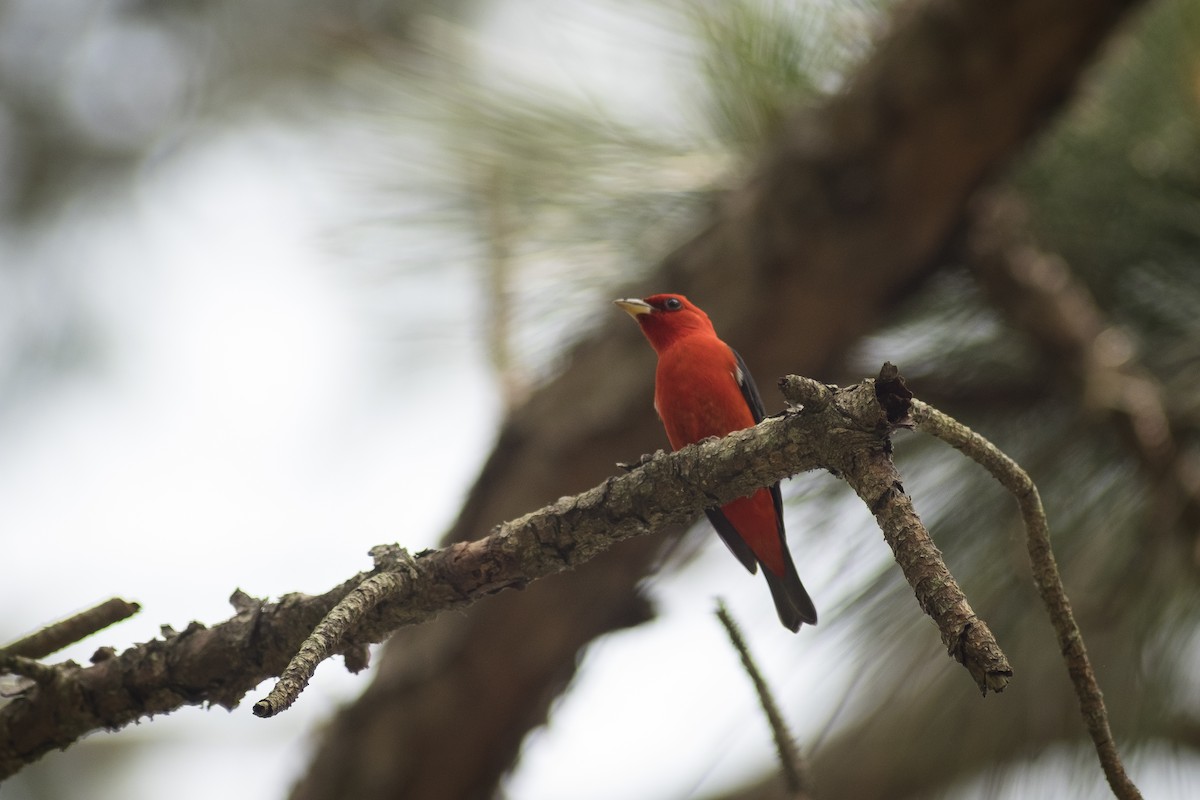 Scarlet Tanager - ML162131301