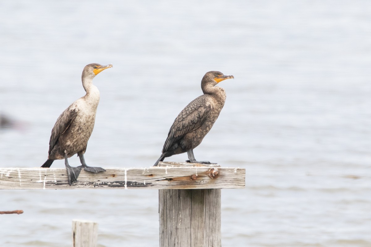 Double-crested Cormorant - Jeff Hullstrung