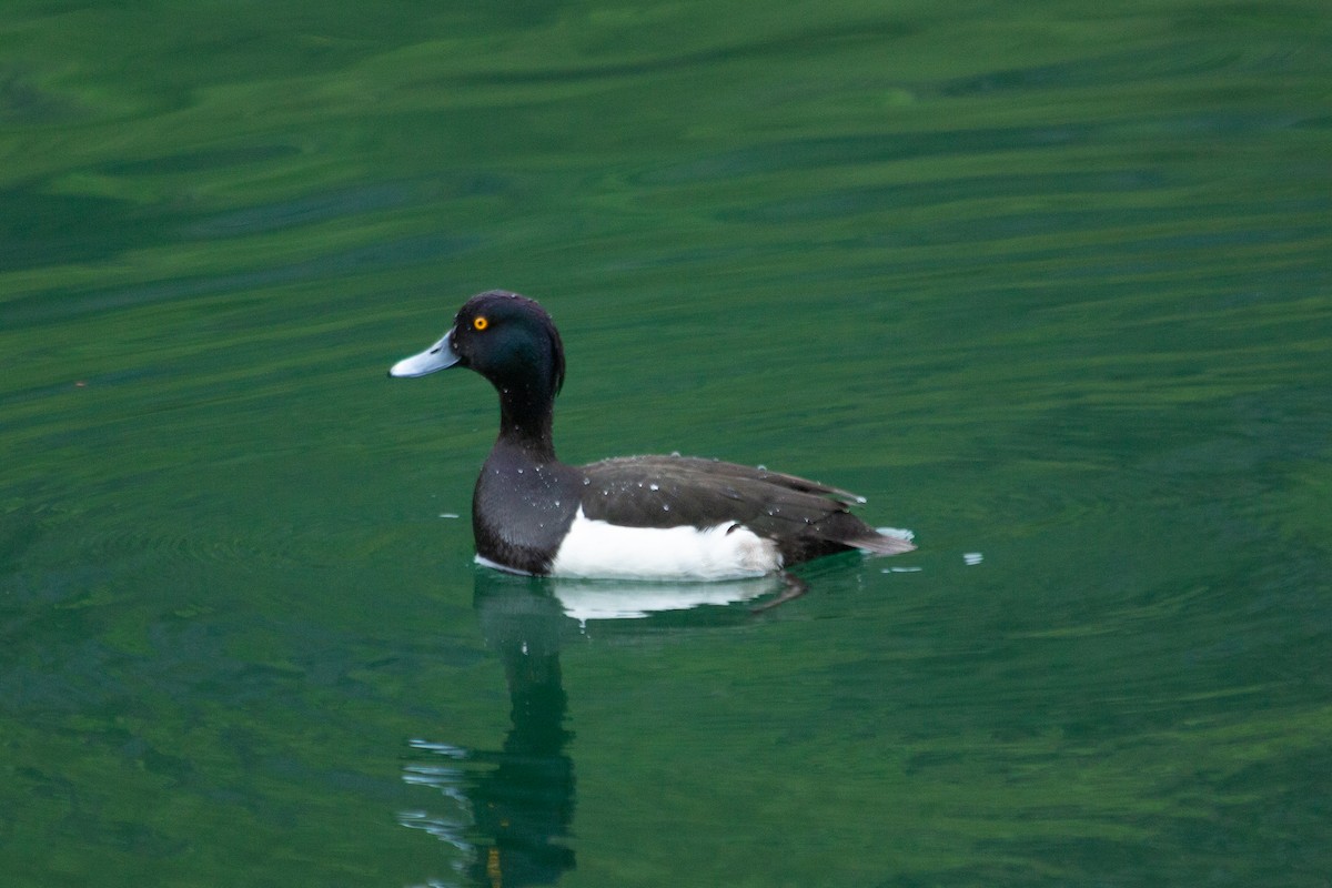 Tufted Duck - ML162136741