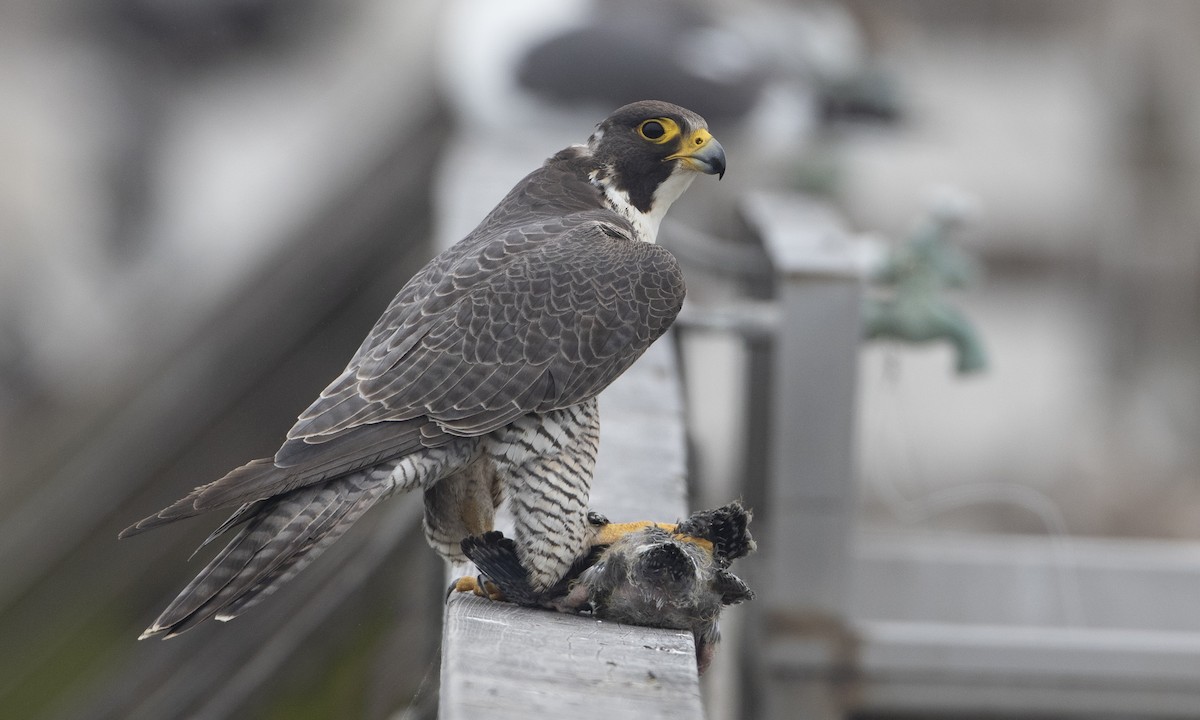 Peregrine Falcon (North American) - ML162138371