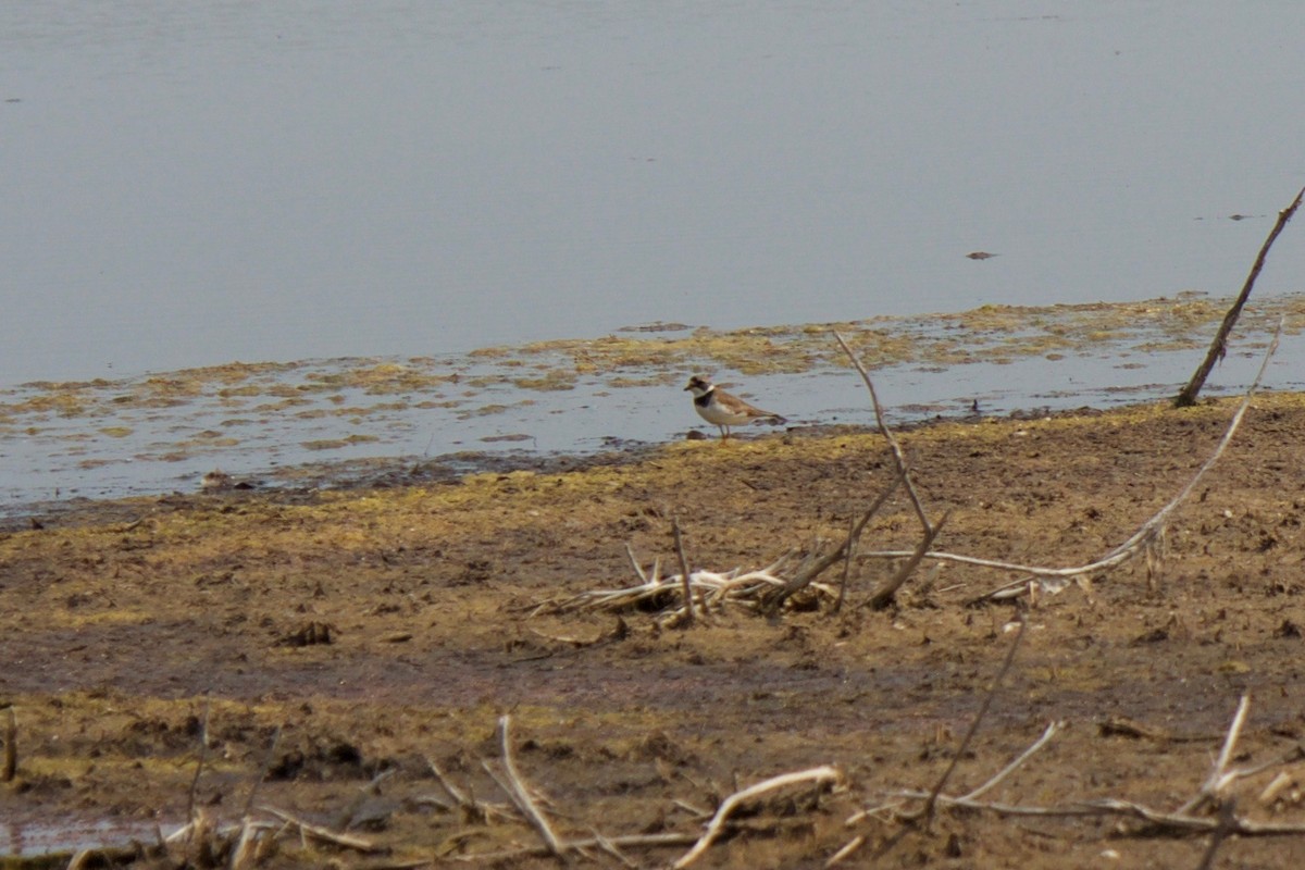 Semipalmated Plover - ML162141021