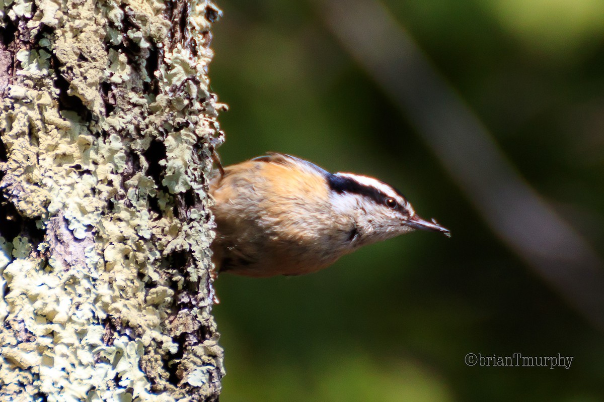 Red-breasted Nuthatch - ML162145091