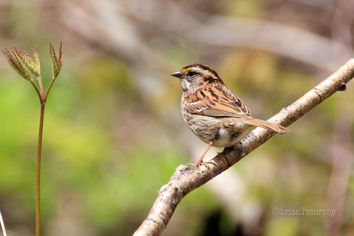 White-throated Sparrow - Brian Murphy