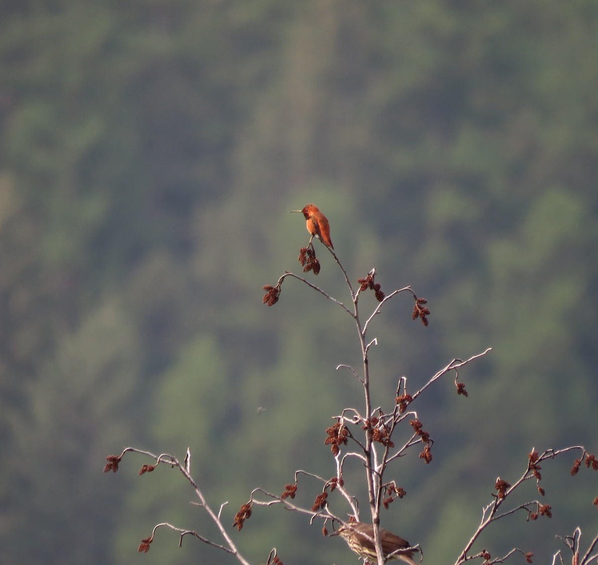 Rufous Hummingbird - ML162148241