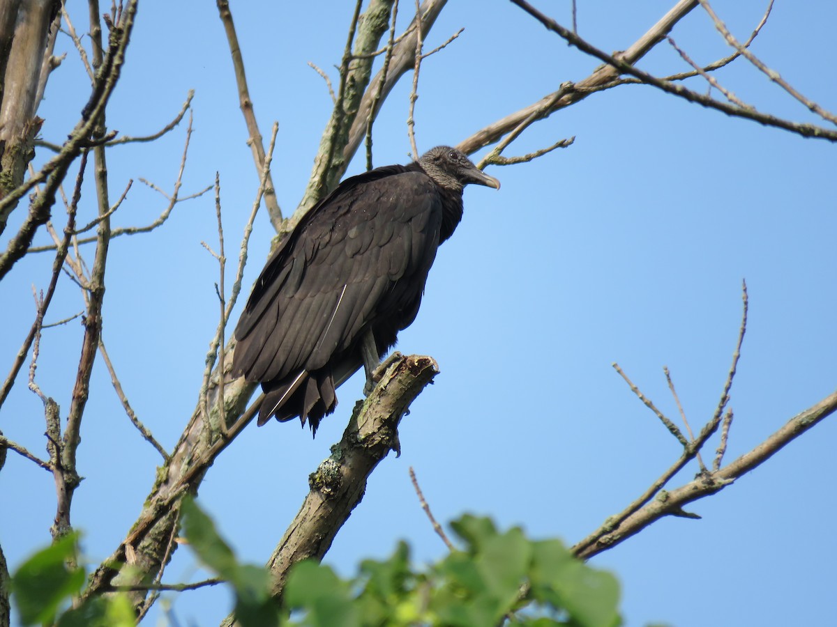 Black Vulture - Mary Trombley